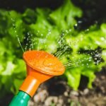 watering-plants-with-a-watering-can-150x150.jpg
